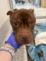 Cutest little guy with poutiest lip being nursed back to health by Boston rescue organization