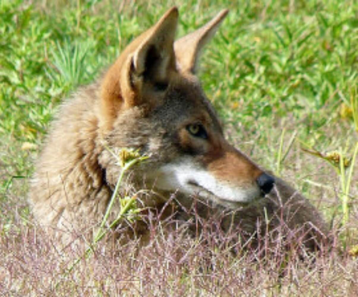 coyote-2