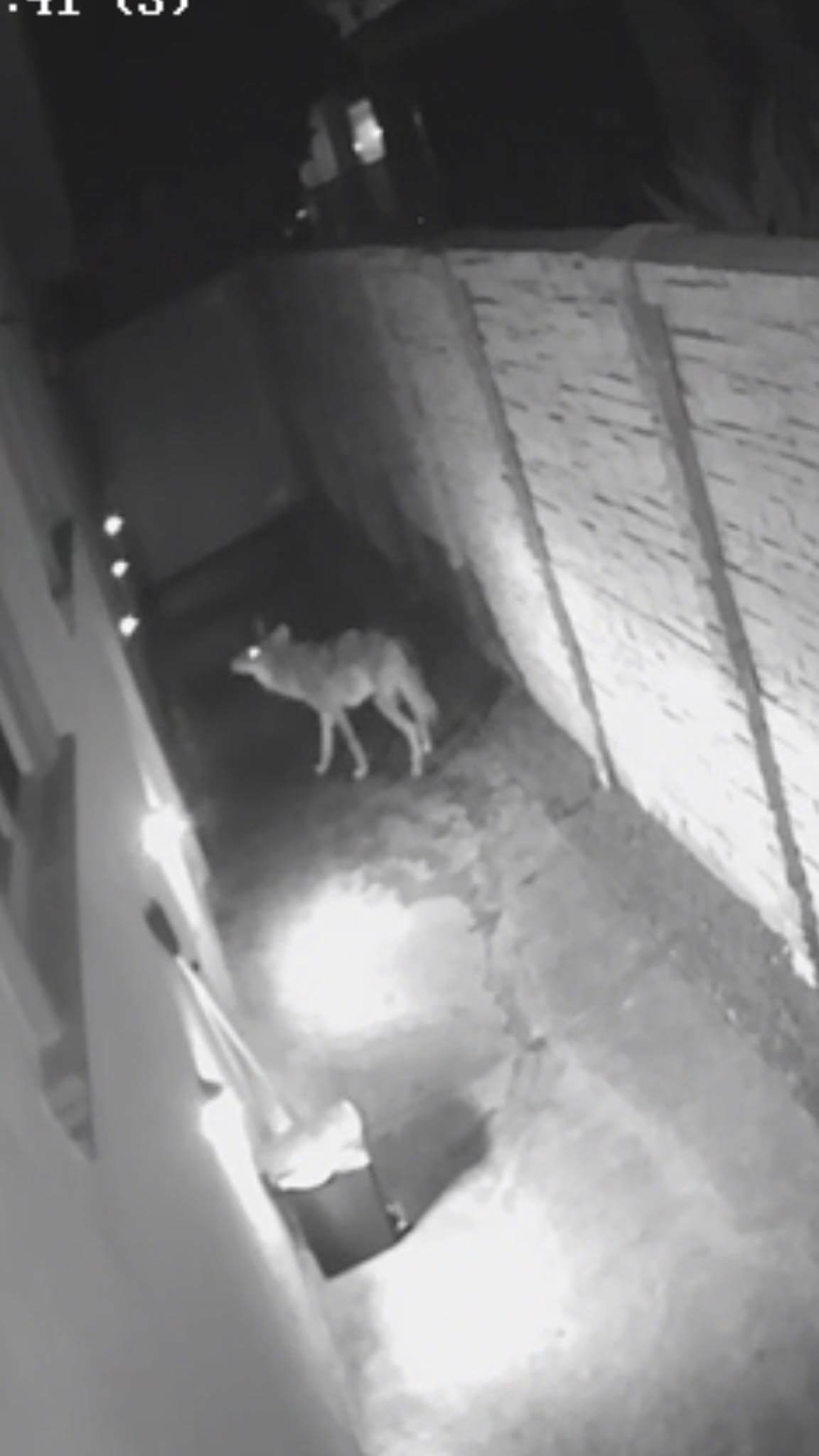 Coyote made its way into home through doggy door