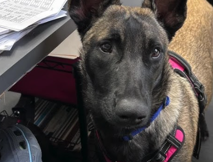 Family’s friendly Malinois puppy shot and killed after being mistaken for coyote