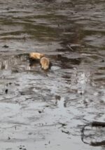 Drowning coyote rescued from four-foot-deep mud marsh in Long Island Drowning coyote rescued from four-foot-deep mud marsh in Long Island