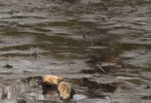 Drowning coyote rescued from four-foot-deep mud marsh in Long Island