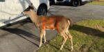 Friendly antlerless deer with ‘PET’ painted in fluorescent paint on flanks