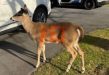 Friendly antlerless deer with ‘PET’ painted in fluorescent paint on flanks