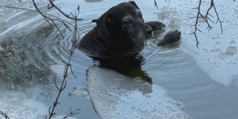 Dog trapped in frozen lake rescued by fire department