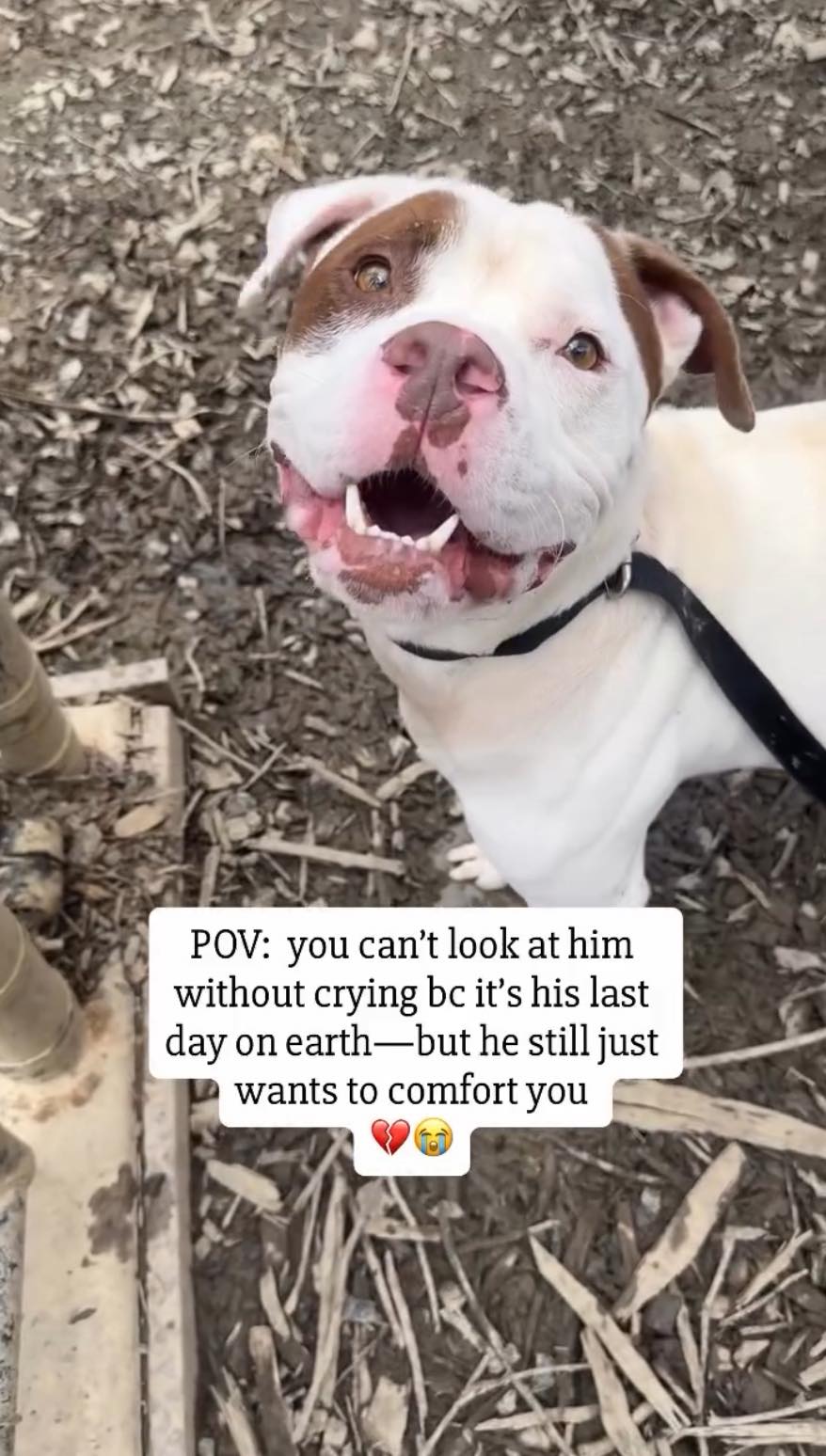 Happiest dog wants to comfort his volunteer although his time draws to a close at Georgia shelter