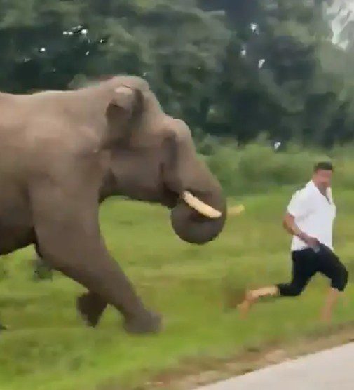 Tourist nearly trampled to death taking selfies of angry elephant that ripped off man’s pants as retribution
