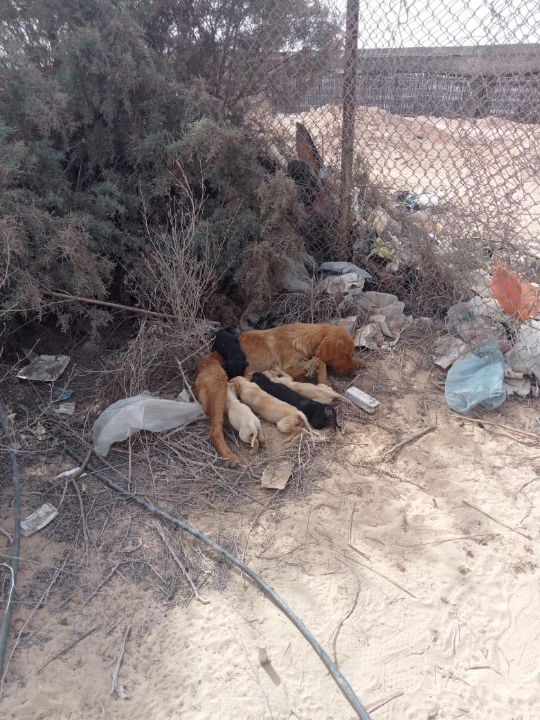 Golden retriever abandoned outside farm fought to protect herself and her 5 tiny puppies until help arrived Golden retriever abandoned outside farm fought to protect herself and her 5 tiny puppies until help arrived