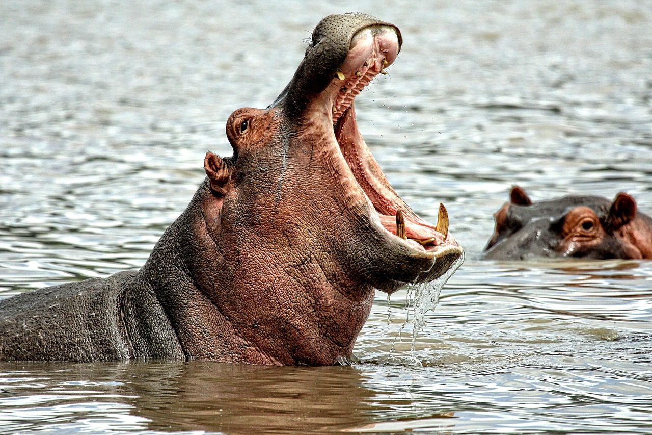 Rogue hippo capsizes boat in Ivory Coast leaving 11 people including baby missing Rogue hippo capsizes boat in Ivory Coast leaving 11 people including baby missing