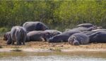 Billionaire offers to rescue 80 ‘cocaine hippos’ slated to be euthanized in Columbia