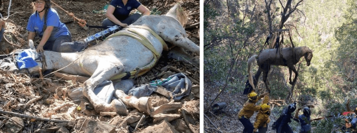 horse rescue