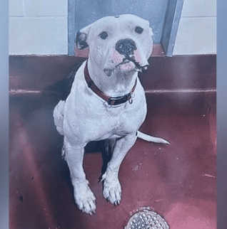 Pup suffered 1st degree burns from truck bed’s 120 degree temperature: Owner charged Pup suffered 1st degree burns from truck bed’s 120 degree temperature: Owner charged