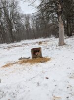 Six very cold dogs rescued in Youngstown as owner faces animal neglect charges