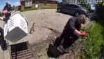 Mother duck strongly disagreed with police strategy rescuing her ducklings from storm drain Mother duck strongly disagreed with police strategy rescuing her ducklings from storm drain