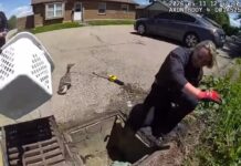 Mother duck strongly disagreed with police strategy rescuing her ducklings from storm drain