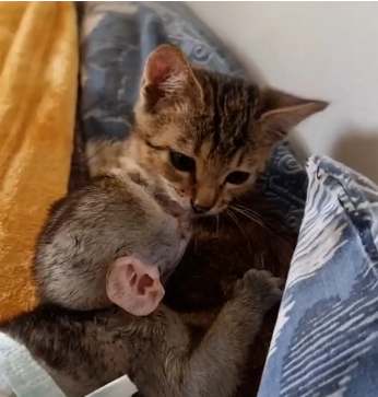 kitten and monkey
