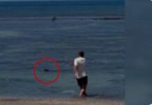 Seattle man detained in Hawaii for allegedly throwing rock at endangered monk seal