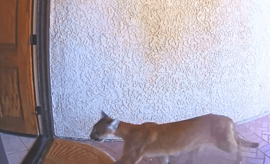 Scary moments when mountain lion entered home and came ‘eye to eye’ with man