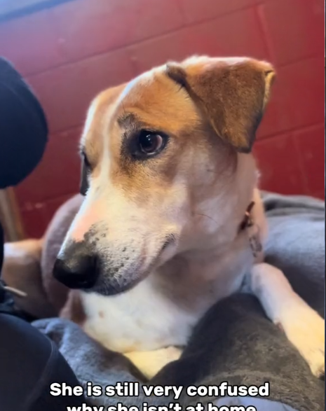Hearts crushed when saddest dog returned to shelter four years later so confused