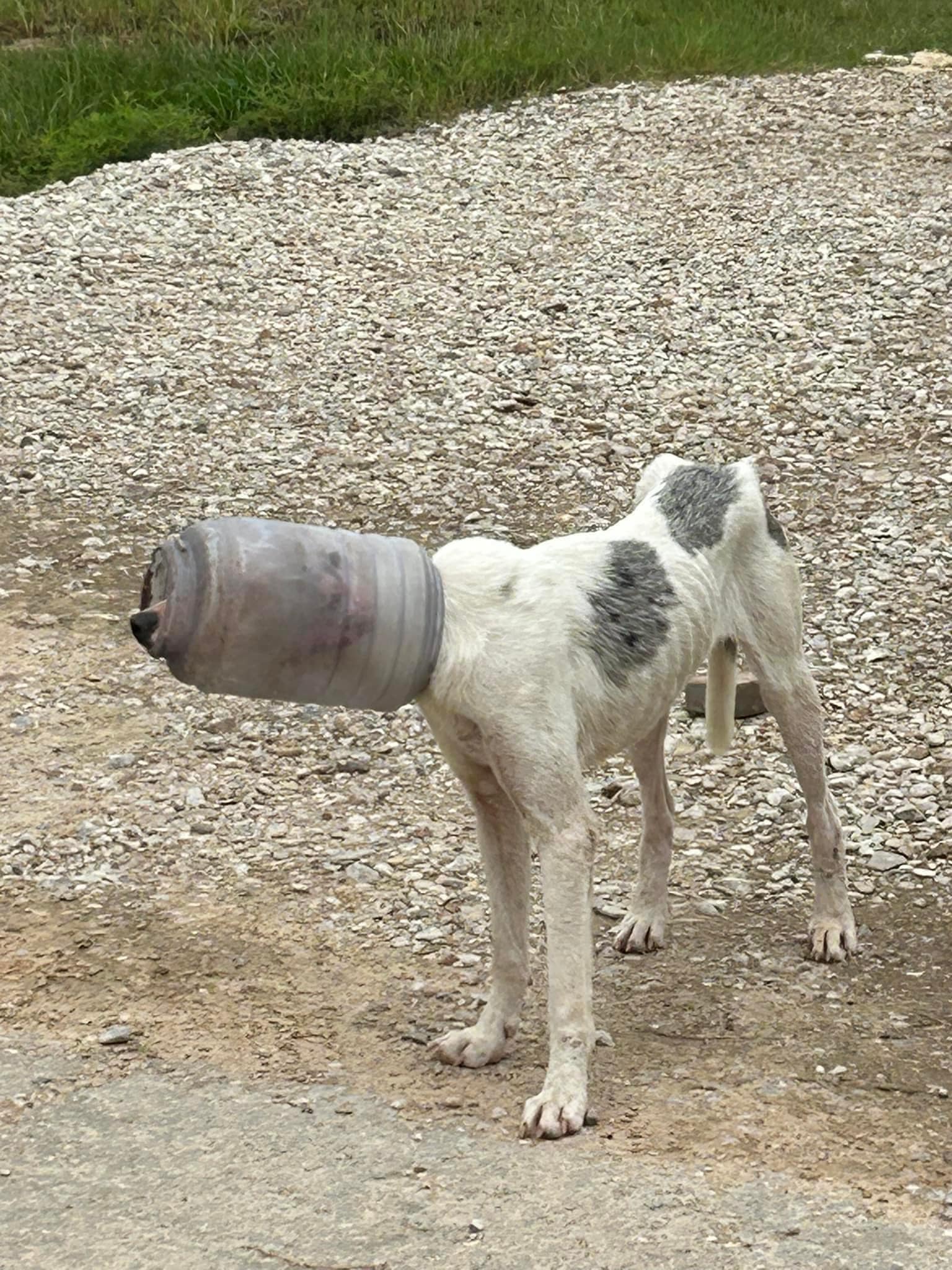 Stray dog roaming Texas fields for days with plastic jug stuck on head until help arrived