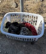 Call for help: 5 puppies abandoned in laundry basket on rarely traveled road
