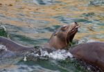 Rescue team responded to La Jolla Cove to help sea lion with gaff hook in its side. Rescue team responded to La Jolla Cove to help sea lion with gaff hook in its side.