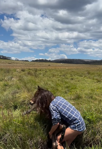 Woman in Australia jumps into icy stream to save newborn foal only five hours old while her appreciative mother watched