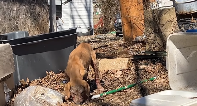 Rescuers started out saving one mangy puppy but two more heads popped up: Wait! What about us?