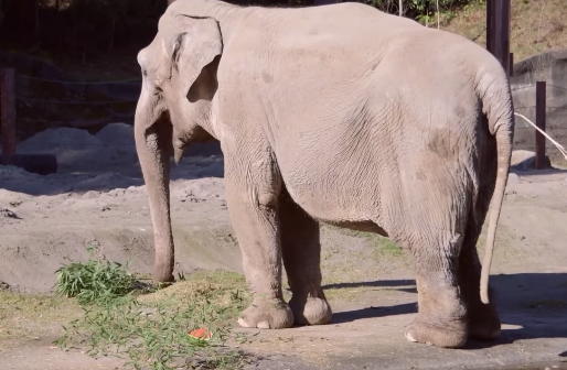 Last captive elephant in Washington state passed away after health decline at Point Defiance Zoo