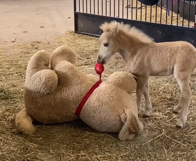 Mini horse throws huge tantrum battling his stuffie ‘Big Dog’ Mini horse throws huge tantrum battling his stuffie ‘Big Dog’