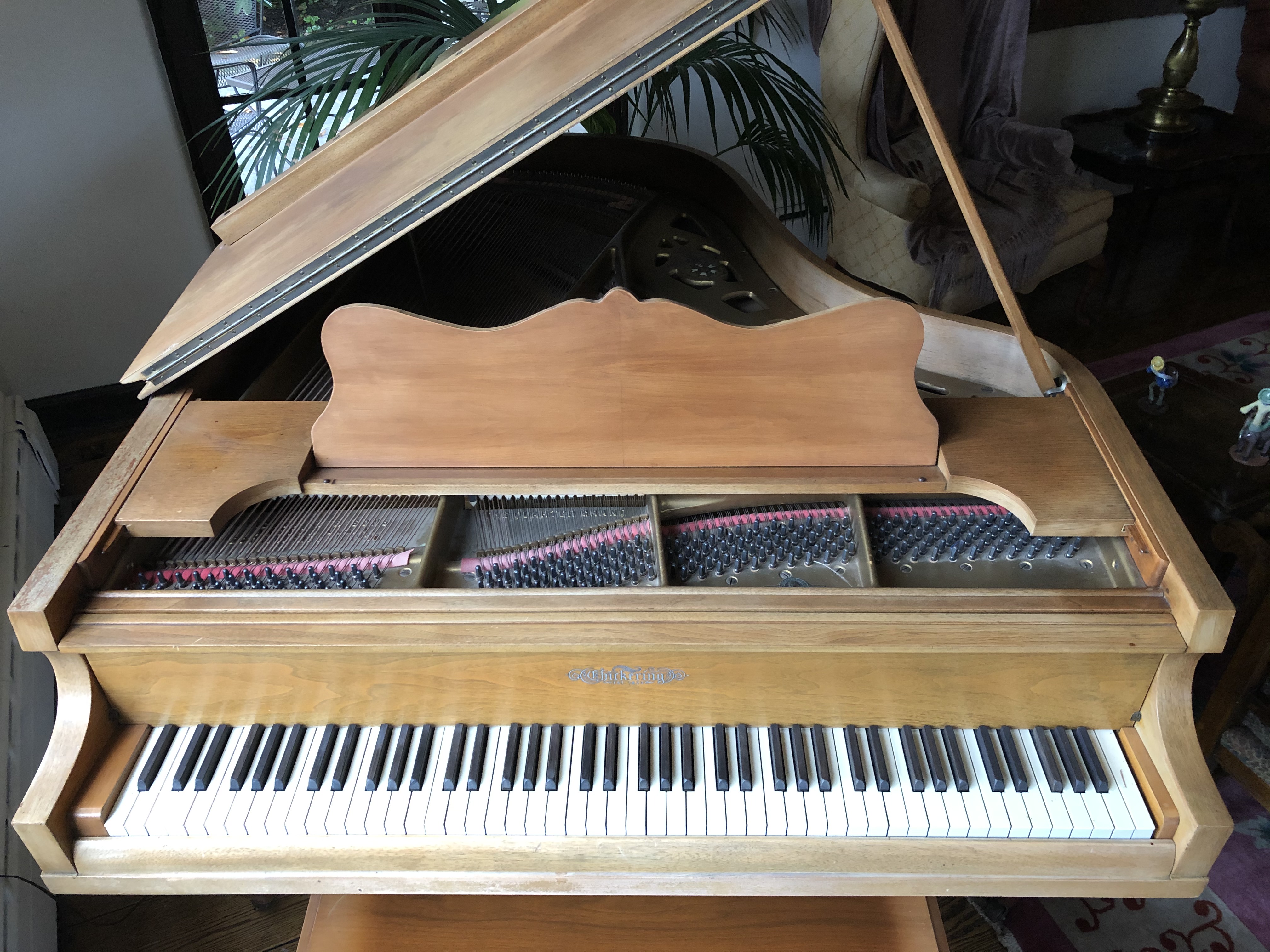 Chickering 5'3" Grand Piano