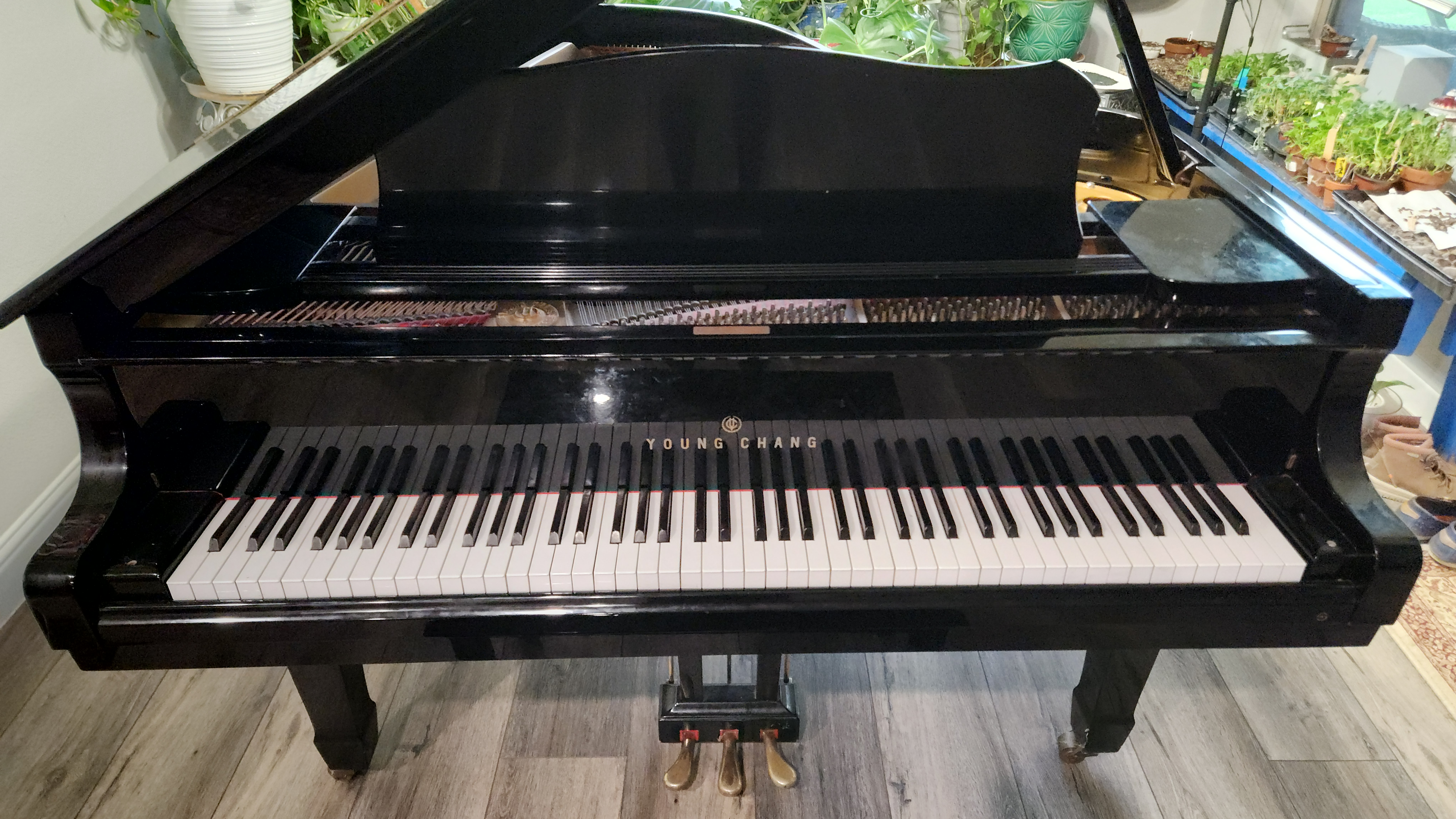 Beautiful 1986 Young Chang G-185 Grand Piano- Recently tuned
