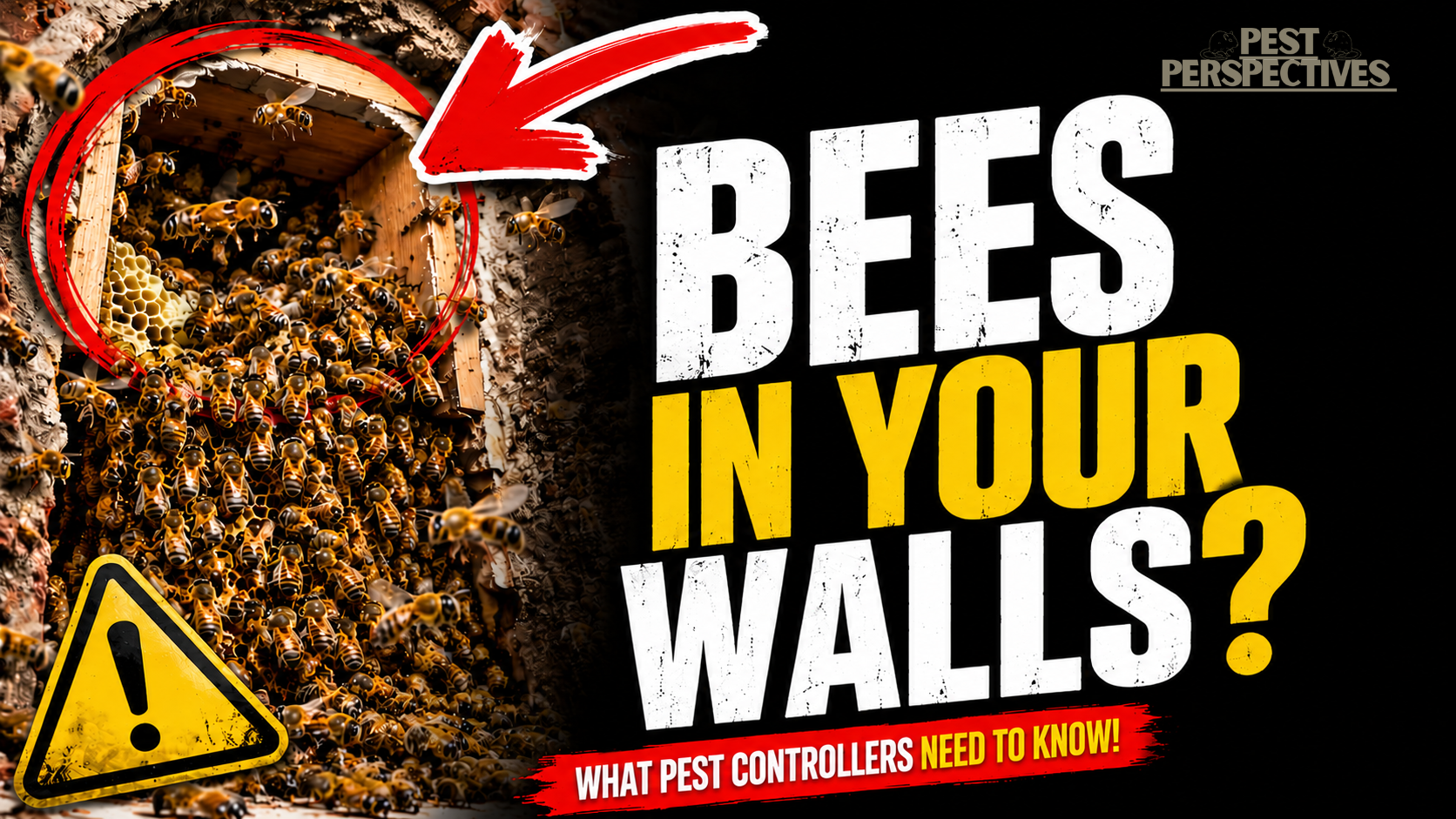 Understanding Bee Removal: A Pest Controller's Guide to Safe and Responsible Practice