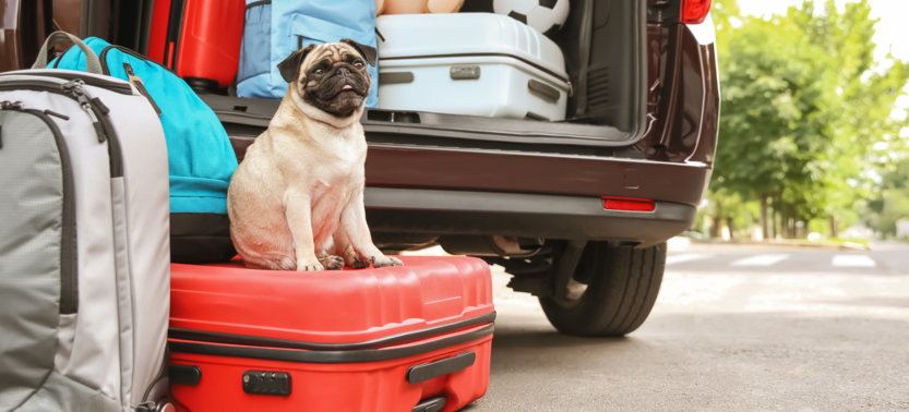 Do’s and Don’ts of Pet-Friendly Travel