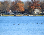 Clark_Lake_with_geese_Columbia_Township_Michigan.JPG
