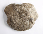 The_Childrens_Museum_of_Indianapolis_-_Petoskey_stone.jpg