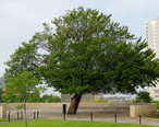 The_Survivor_Tree_at_the_Oklahoma_City_National_Memorial.jpg