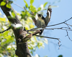 Brown-crested_Flycatcher___Acorn_Woodpecker_Huachuca_Canyon__lower__Sierra_Vista_AZ_2019-05-05_09-32-27__46891433535_.jpg