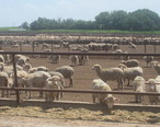 Sheep_feeder_lot_south_of_Dimmitt__TX_IMG_4812.JPG