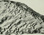 Guffey_meteorite_-_The_American_Museum_journal__c1900-_1918____17539305393_.jpg
