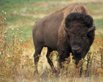 American_bison_k5680-1.jpg