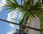 Palm_Tree_in_Musphysboro__Illinois.jpg
