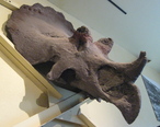 Maximum_Triceratops.jpg