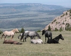 Feral_horses_-_Pryor_Mountain_Wild_Horse_Range_-_Montana.jpg
