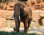 Elephant_at_the_Greenville_Zoo.jpg