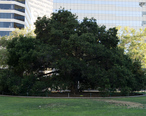 Oak_Tree_growing_in_Frank_H._Ogawa_Plaza.jpg