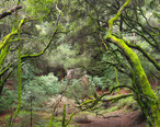 French_Trail__Redwood_Regional_Park.jpg