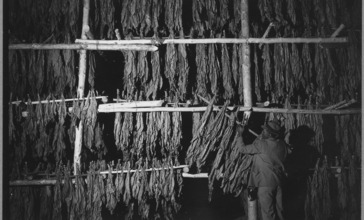 Charles_County__Maryland._Tobacco_being_dried_in_one_of_the_Hughesville_warehouses._-_NARA_-_521559.jpg