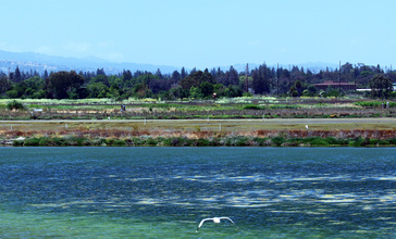 Shoreline_Park_Mountain_View_California_Salt_marsh_IMG_2445-12__cropped_.jpg