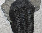 Phacops_rana_fossil_trilobite__Silica_Formation__Middle_Devonian__quarry_in_Sylvania__northeastern_Ohio__USA__1__15324284186_.jpg